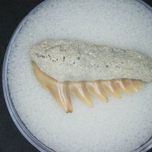 Miocene Age Notorhynchus primigenius Extinct 7 Gill Shark Tooth from North Carolina 11 | Fossils for Sale