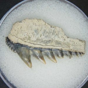 Miocene Age Notorhynchus primigenius Extinct 7 Gill Shark Tooth from North Carolina 12 | Fossils for Sale