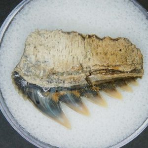 Miocene Age Notorhynchus primigenius Extinct 7 Gill Shark Tooth from North Carolina 13 | Fossils for Sale