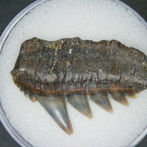 Miocene Age Notorhynchus primigenius Extinct 7 Gill Shark Tooth from North Carolina 14 | Fossils for Sale