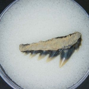 Miocene Age Notorhynchus primigenius Extinct 7 Gill Shark Tooth from North Carolina 2 | Fossils for Sale