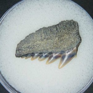 Miocene Age Notorhynchus primigenius Extinct 7 Gill Shark Tooth from North Carolina 3 | Fossils for Sale