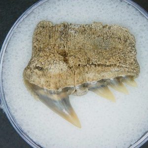 Miocene Age Notorhynchus primigenius Extinct 7 Gill Shark Tooth from North Carolina 4 | Fossils for Sale