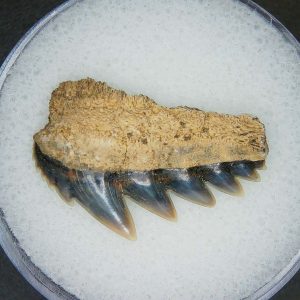 Miocene Age Notorhynchus primigenius Extinct 7 Gill Shark Tooth from North Carolina 5 | Fossils for Sale