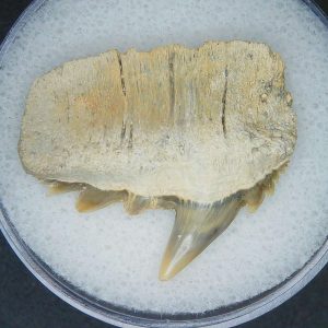 Miocene Age Notorhynchus primigenius Extinct 7 Gill Shark Tooth from North Carolina 6 | Fossils for Sale