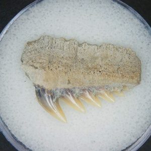 Miocene Age Notorhynchus primigenius Extinct 7 Gill Shark Tooth from North Carolina 7 | Fossils for Sale