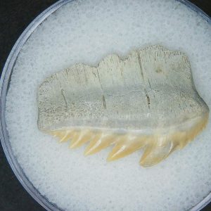 Miocene Age Notorhynchus primigenius Extinct 7 Gill Shark Tooth from North Carolina 8 | Fossils for Sale