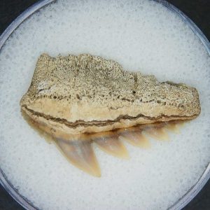 Miocene Age Notorhynchus primigenius Extinct 7 Gill Shark Tooth from North Carolina 9 | Fossils for Sale