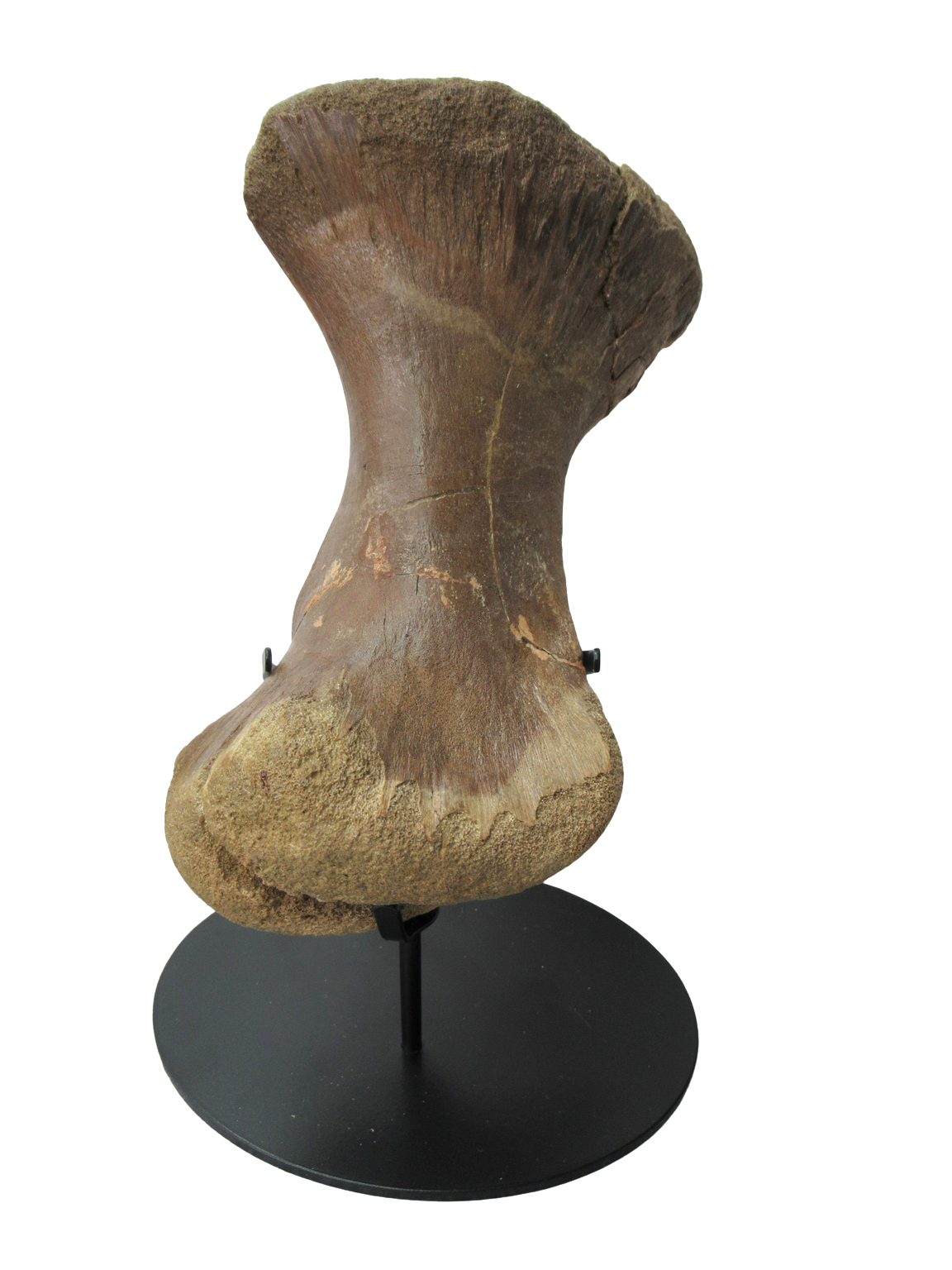 Montana Cretaceous Edmontosaurus Dinosaur Metatarsal 1 | Fossils for Sale Genuine Cretaceous Age Edmontosaurus Dinosaur Metatarsal Fossil for Sale from Montana #1