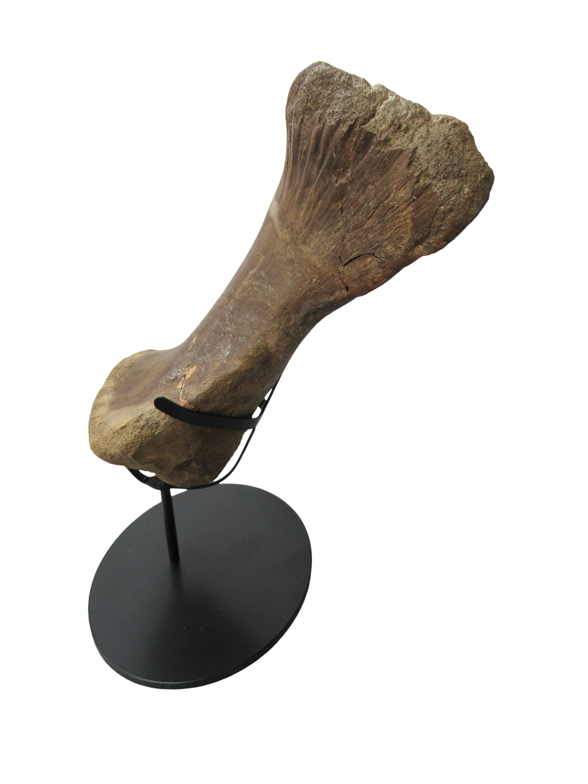 Montana Cretaceous Edmontosaurus Dinosaur Metatarsal 1a | Fossils for Sale Genuine Cretaceous Age Edmontosaurus Dinosaur Metatarsal Fossil for Sale from Montana #1a