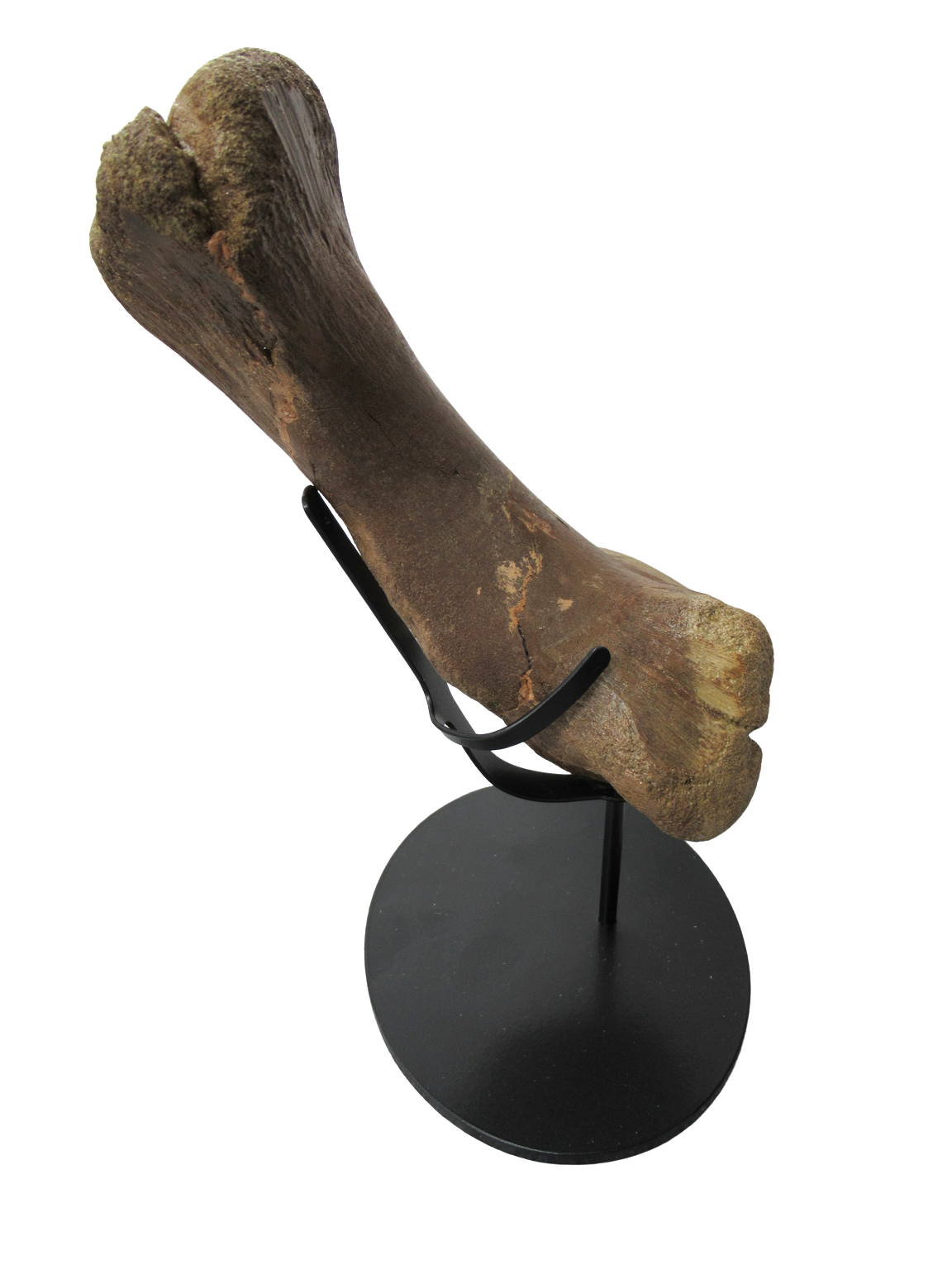 Montana Cretaceous Edmontosaurus Dinosaur Metatarsal 1b | Fossils for Sale Genuine Cretaceous Age Edmontosaurus Dinosaur Metatarsal Fossil for Sale from Montana #1b