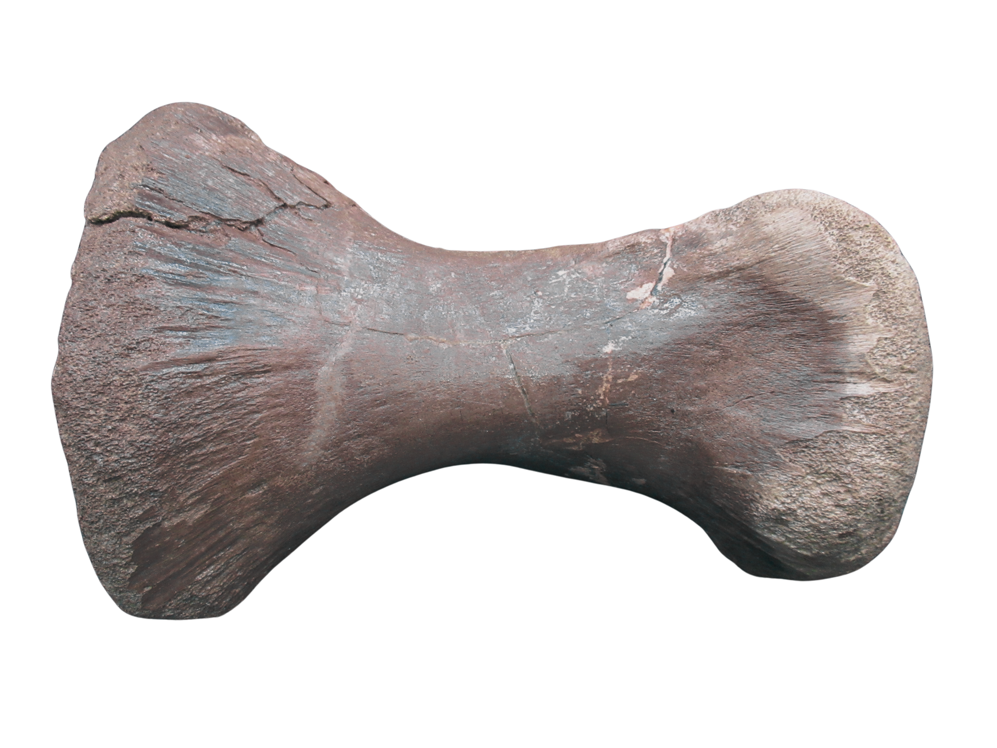 Montana Cretaceous Edmontosaurus Dinosaur Metatarsal 1c | Fossils for Sale Genuine Cretaceous Age Edmontosaurus Dinosaur Metatarsal Fossil for Sale from Montana #1c