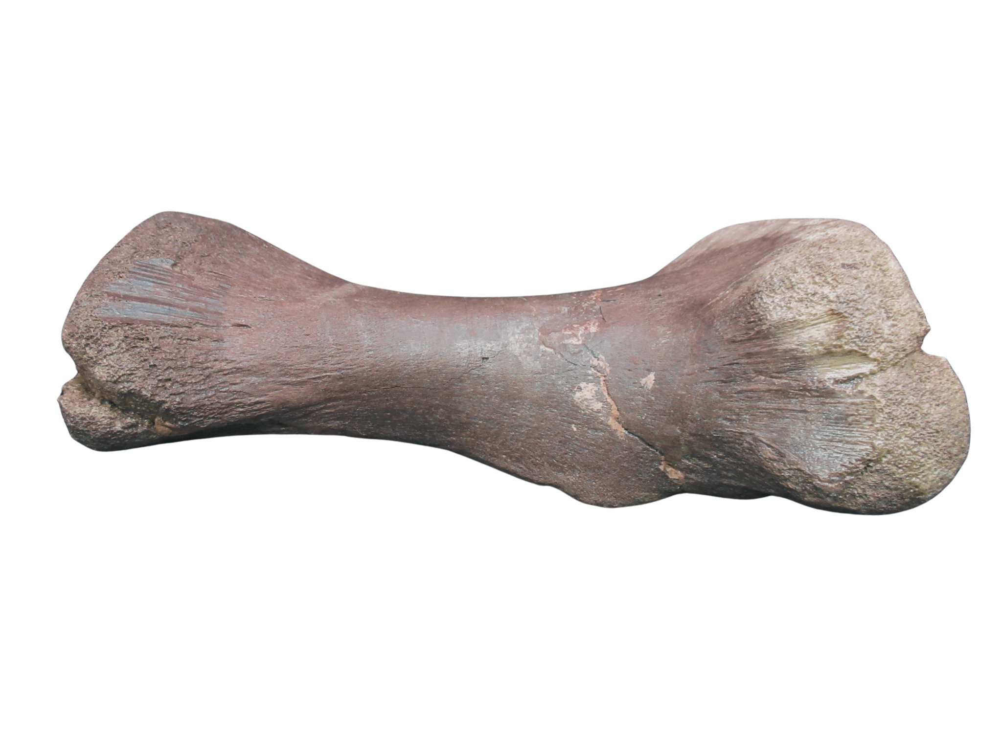Montana Cretaceous Edmontosaurus Dinosaur Metatarsal 1d | Fossils for Sale Genuine Cretaceous Age Edmontosaurus Dinosaur Metatarsal Fossil for Sale from Montana #1d
