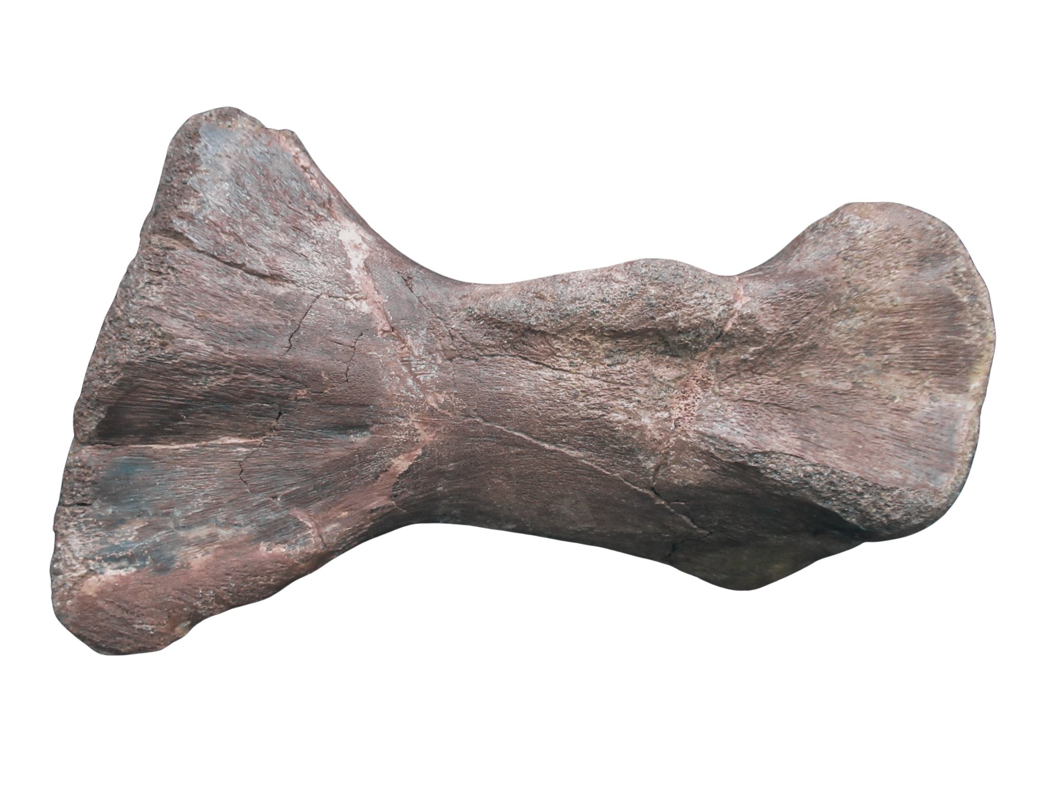 Montana Cretaceous Edmontosaurus Dinosaur Metatarsal 1e | Fossils for Sale Genuine Cretaceous Age Edmontosaurus Dinosaur Metatarsal Fossil for Sale from Montana #1e