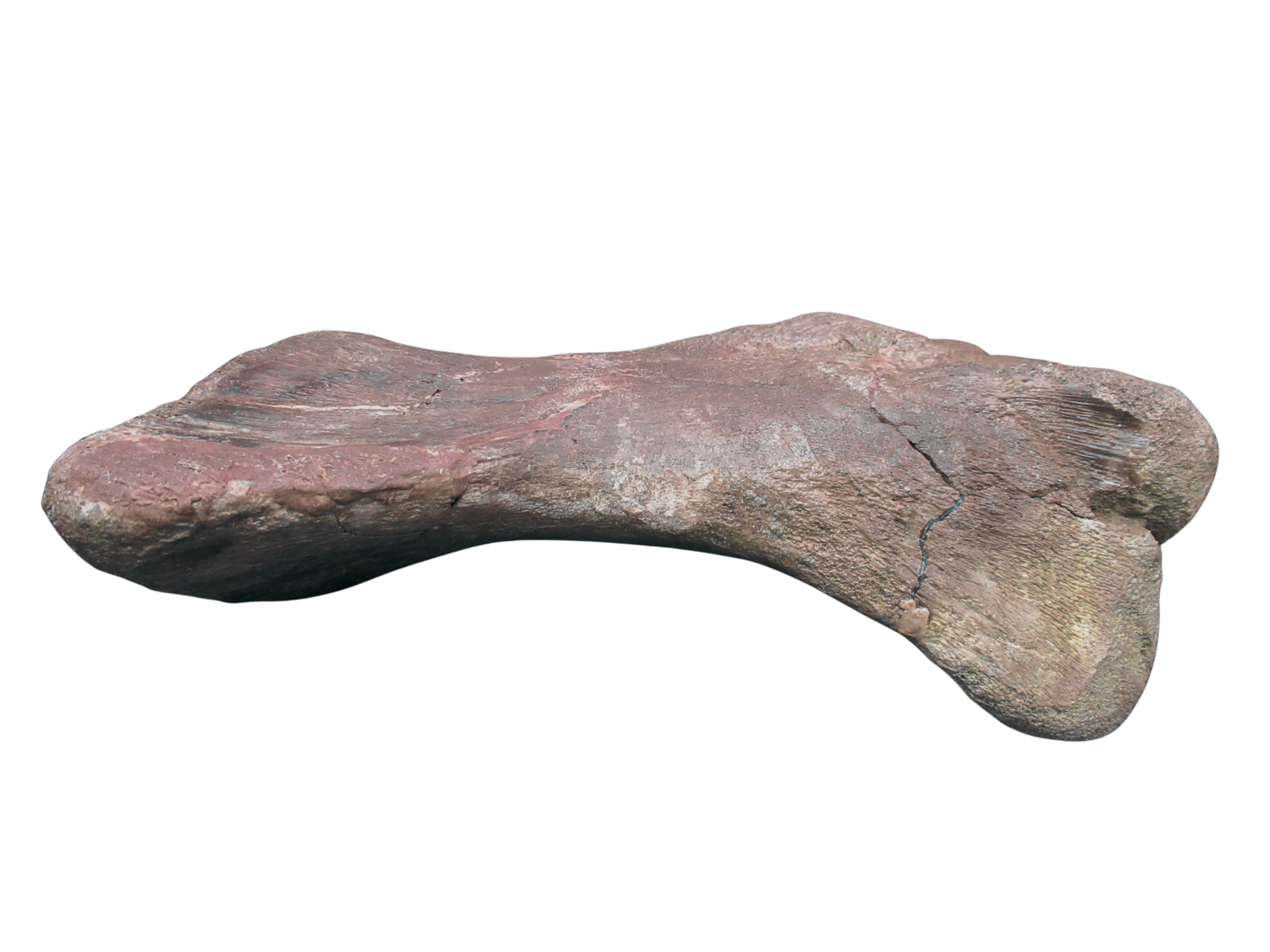 Montana Cretaceous Edmontosaurus Dinosaur Metatarsal 1f | Fossils for Sale Genuine Cretaceous Age Edmontosaurus Dinosaur Metatarsal Fossil for Sale from Montana #1f
