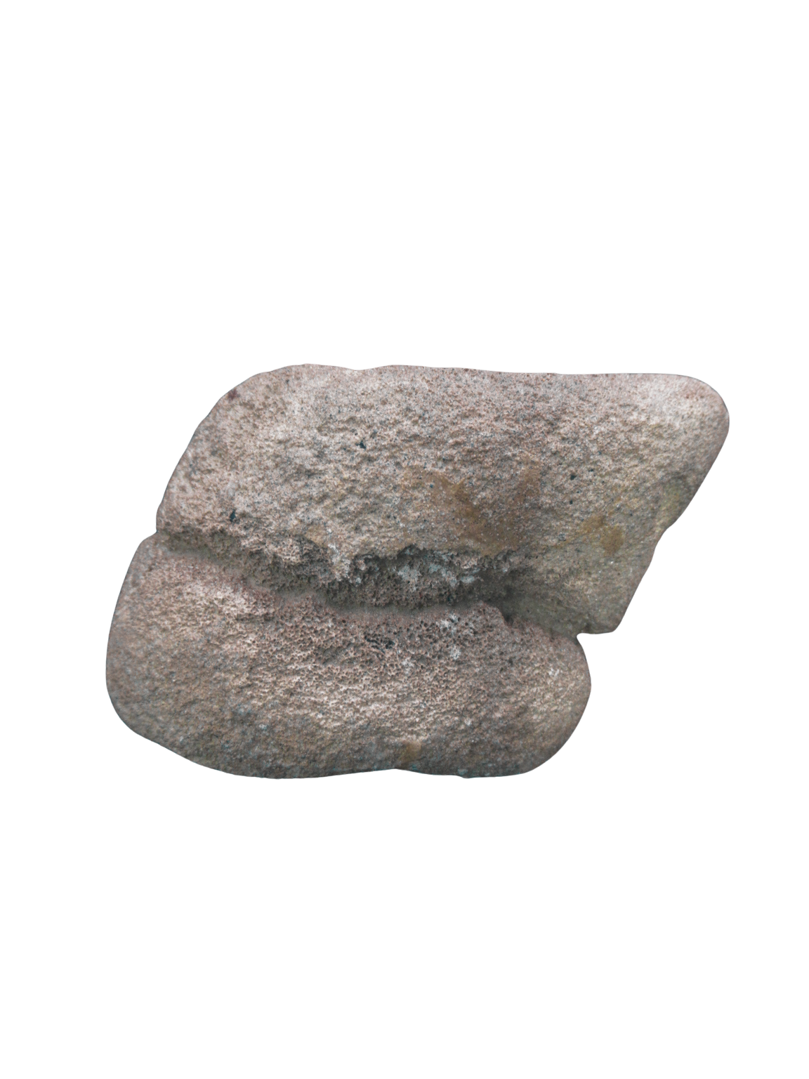 Montana Cretaceous Edmontosaurus Dinosaur Metatarsal 1g | Fossils for Sale Genuine Cretaceous Age Edmontosaurus Dinosaur Metatarsal Fossil for Sale from Montana #1g