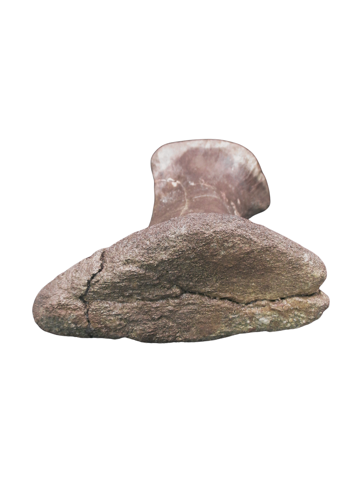 Montana Cretaceous Edmontosaurus Dinosaur Metatarsal 1h | Fossils for Sale Genuine Cretaceous Age Edmontosaurus Dinosaur Metatarsal Fossil for Sale from Montana #1h