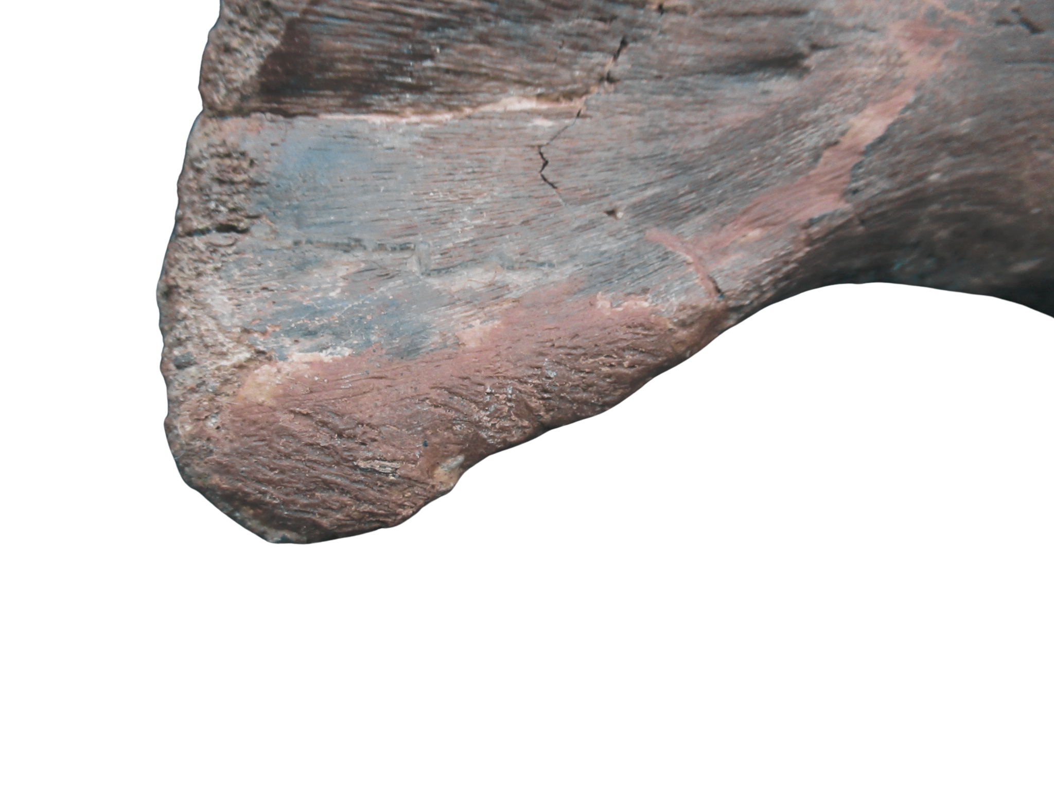 Montana Cretaceous Edmontosaurus Dinosaur Metatarsal 1i | Fossils for Sale Genuine Cretaceous Age Edmontosaurus Dinosaur Metatarsal Fossil for Sale from Montana #1i
