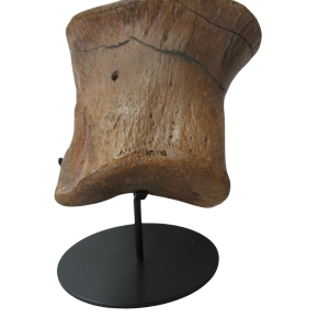 Montana Cretaceous Edmontosaurus Dinosaur Toe Bone 3 | Fossils for Sale
