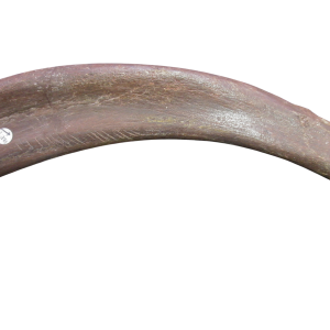 Genuine Cretaceous Age Dinosaur Rib with Predation Bite Marks Fossil for Sale from Morocco#1