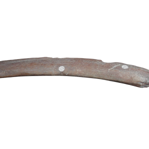 Genuine Cretaceous Age Dinosaur Rib with Predation Bite Marks Fossil for Sale from Morocco#2