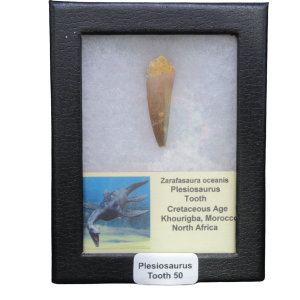 Fossil plesiosaur tooth on display in a black case; label reads 'Plesiosaurus Tooth 50' with origin notes beneath it.