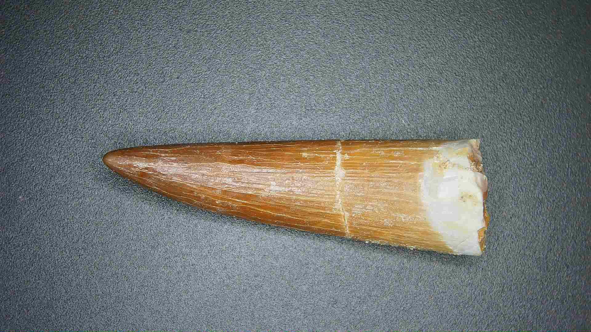 Morocco Cretaceous Age Plesiosaurus Tooth possibly Zarafasaura 51 | Fossils for Sale Fossilized tooth fragment with brown enamel and a white mineralized base on a dark surface.