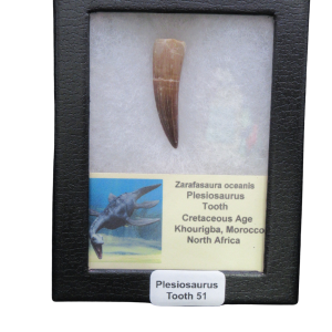Plesiosaurus tooth fossil in a black display case with a caption card noting Zarafasaura oceanis from Khouribga, Morocco North Africa.