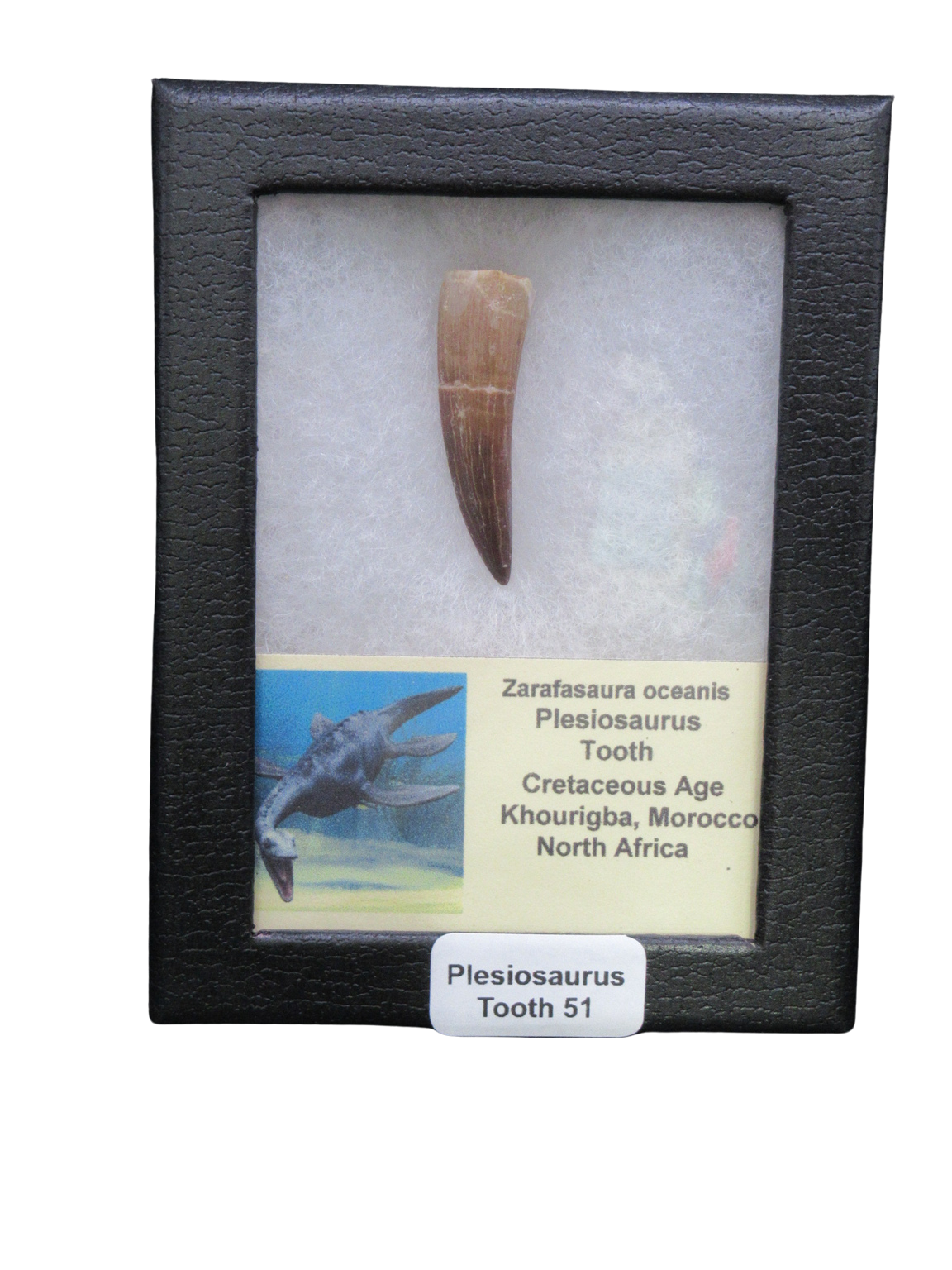 Morocco Cretaceous Age Plesiosaurus Tooth possibly Zarafasaura 51R | Fossils for Sale Plesiosaurus tooth fossil in a black display case with a caption card noting Zarafasaura oceanis from Khouribga, Morocco North Africa.