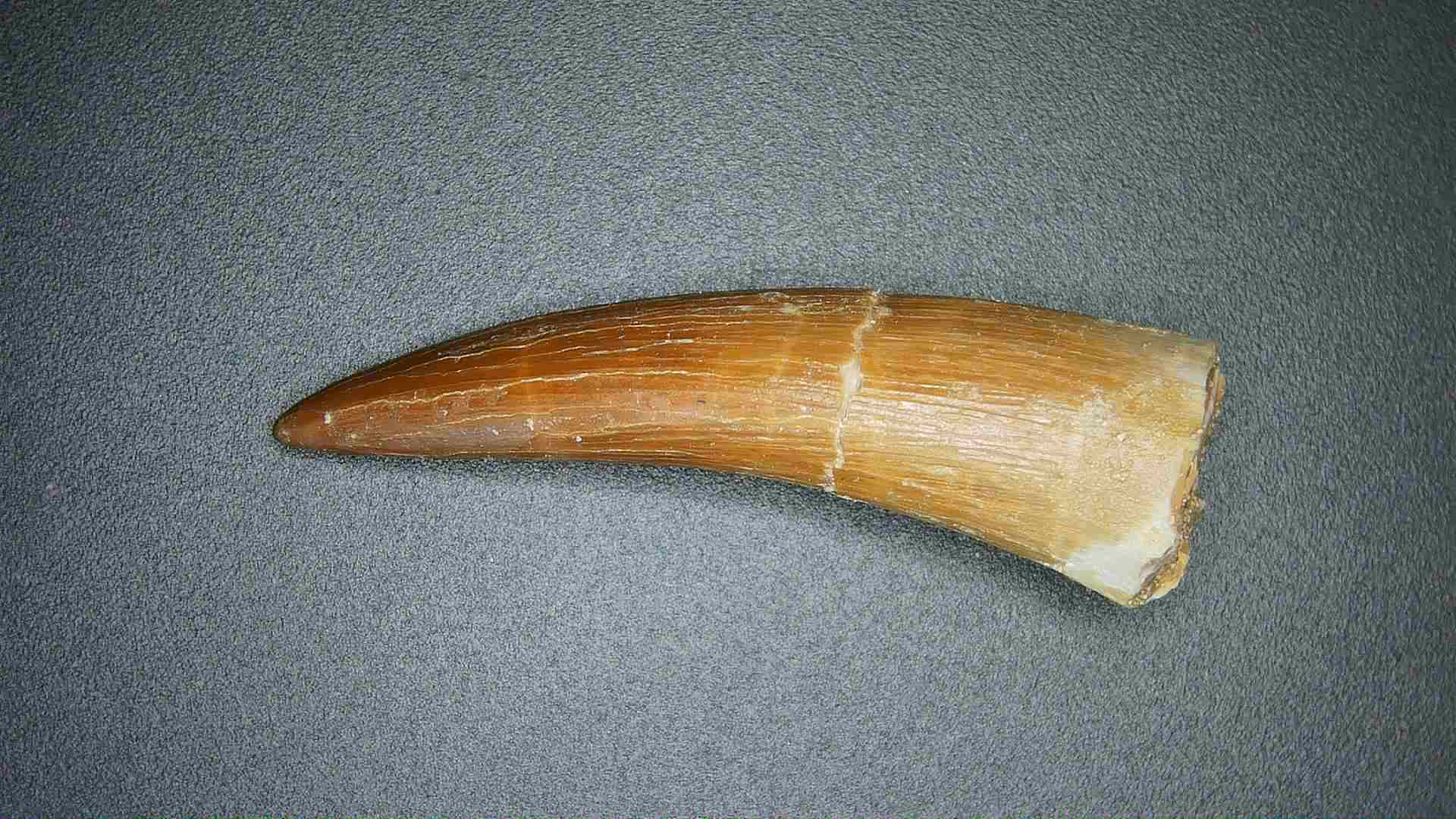 Morocco Cretaceous Age Plesiosaurus Tooth possibly Zarafasaura 51a | Fossils for Sale Curved, brown fossilized tooth or tusk lying on a dark textured surface