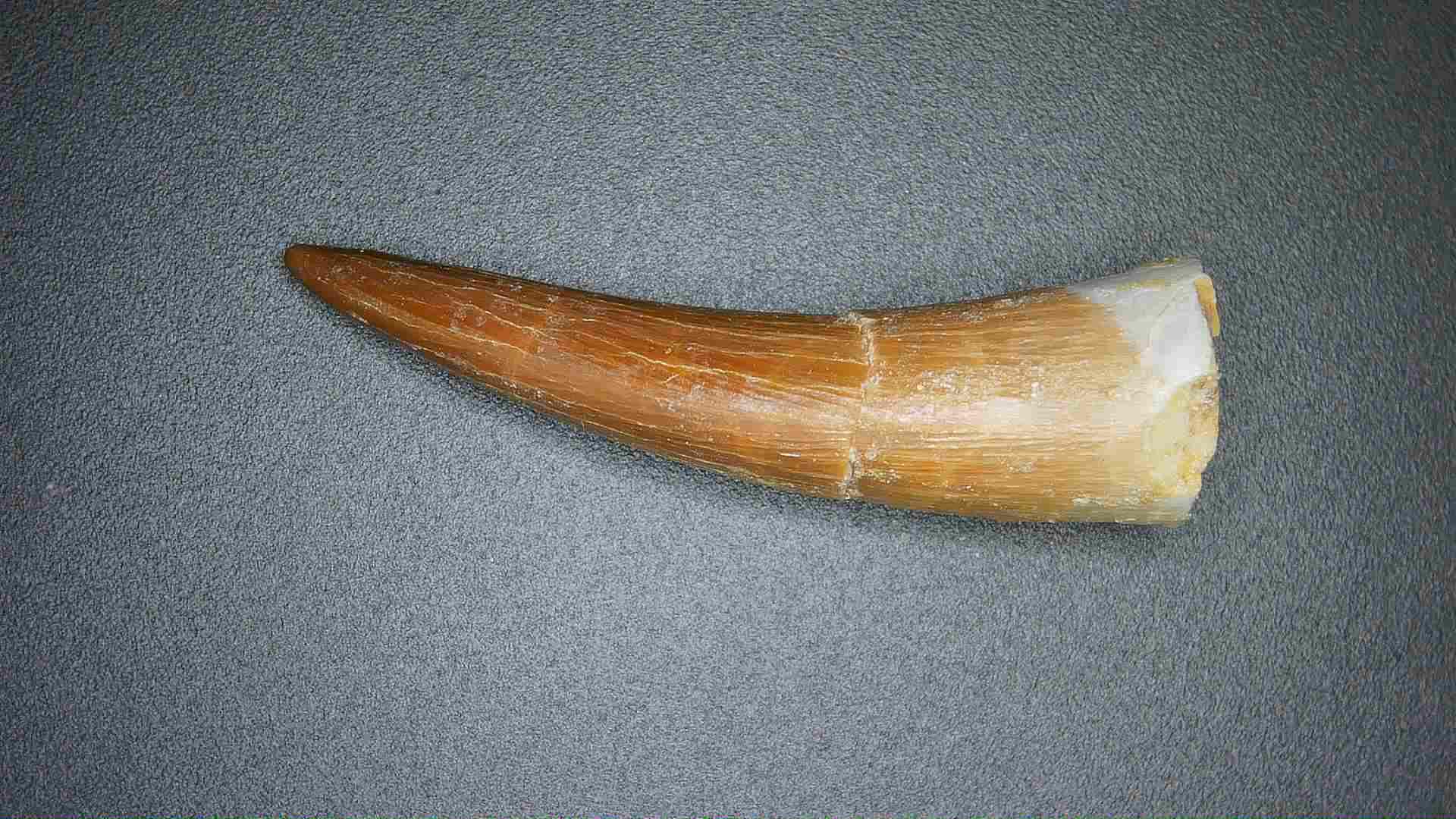 Morocco Cretaceous Age Plesiosaurus Tooth possibly Zarafasaura 51b | Fossils for Sale Curved animal tusk or horn fragment lying on a dark textured surface, brown with a pale white end.