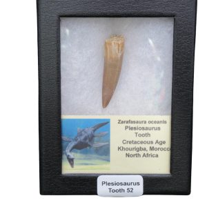 Plesiosaur tooth fossil in a black display case labeled 'Plesiosaurus Tooth 52'
