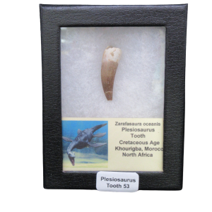 Framed fossil plesiosaur tooth on white display padding with caption 'Plesiosaurus Tooth 53'.