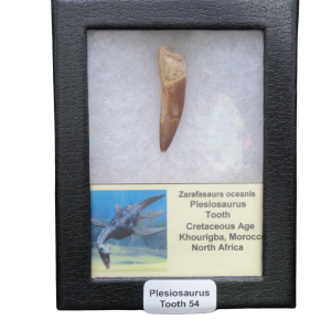 Plesiosaurus tooth fossil mounted in a black display frame with a label reading 'Plesiosaurus Tooth 54' and species note.