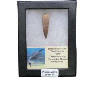 Fossil plesiosaur tooth mounted in a black display case with a label reading 'Plesiosaurus Tooth 55'.