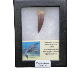 Plesiosaurus tooth fossil mounted in a black display case, label reads 'Plesiosaurus Tooth 56'.