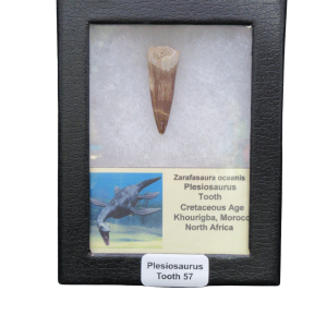 Plesiosaurus tooth fossil in a black display case labeled 'Plesiosaurus Tooth 57' with an illustration and text panel behind it.