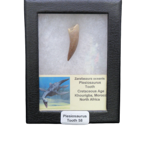 Fossil plesiosaurus tooth displayed in a black case; label reads 'Plesiosaurus Tooth 58' with a plesiosaur illustration and notes about Cretaceous Morocco (Khouribga, North Africa).