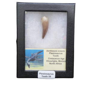 Plesiosaurus tooth fossil mounted in a black display case with a label reading 'Plesiosaurus Tooth 59'.