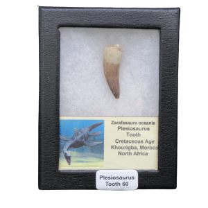 Single fossil plesiosaur tooth displayed in a black-framed case; label reads 'Plesiosaurus Tooth 60'.