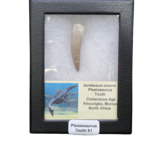 Fossil plesiosaurus tooth mounted in a black display case with a label reading 'Plesiosaurus Tooth 61'.