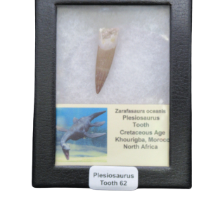 Plesiosaurus tooth fossil mounted in a black display frame with a label reading 'Plesiosaurus Tooth 62'.