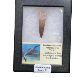 Plesiosaurus tooth displayed in a black display case with a label reading 'Plesiosaurus Tooth 63' and a small illustration of a marine reptile on the card.