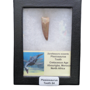 Framed display case showing a single plesiosaurus tooth with a label and small plesiosaur illustration at the bottom left.