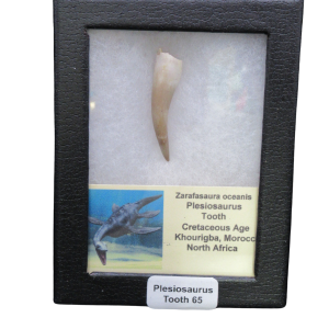 Plesiosaurus tooth fossil displayed in a black case with a label noting Cretaceous age and origin Khouribga, Morocco, Africa (Tooth 65).