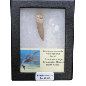 Plesiosaurus tooth fossil mounted in a black display frame with a label reading 'Plesiosaurus Tooth 66'.