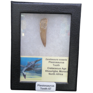 Plesiosaurus tooth fossil mounted in a black display case with a label reading 'Plesiosaurus Tooth 67' and an illustrated placard nearby.