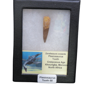 Fossil plesiosaurus tooth displayed in a black-framed case with a label reading 'Plesiosaurus Tooth 68'.