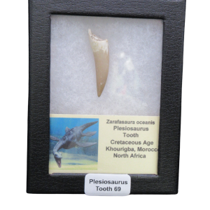 Plesiosaur tooth fossil in a black display case with a label referencing Zarafasaura oceanis from Morocco.