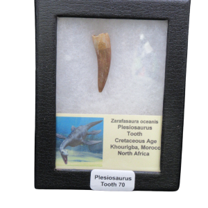 Fossil Plesiosaurus tooth in a black display case, with a label reading 'Plesiosaurus Tooth 70' and notes about its origin (Khourigba, Morocco) and Cretaceous age.